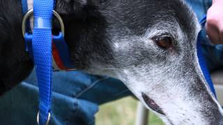 quotAfter the Racequot Greyhound Racing Dog Adoption Metamora Films [upl. by Llehcim271]