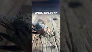 Check out this Fly up close Fly control in Lake Worth Fl [upl. by Samuella]