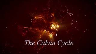 The Calvin Cycle  Photosynthesis  Concepts of Biology 53 English Reading Only [upl. by Ahsinoj]