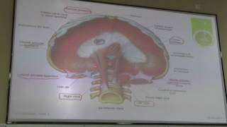 Module C  The Diaphragm phrenic nerve and vagus nerve [upl. by Anatsirhc]