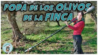 Como Podar los Olivos de la Finca  Limpieza y Poda del Terreno [upl. by Nodyarb]