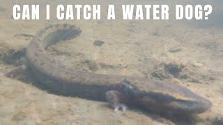 How to catch a Mudpuppy in a river while rock flipping for animals [upl. by Nosreg]