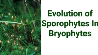 Evolution of Sporophytes in Bryophytes By Dr V P Gupta [upl. by Pallaten]