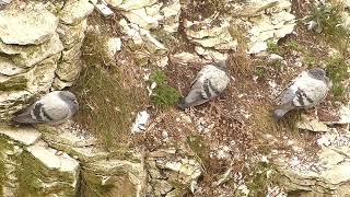 Rock doves or town pigeons at Bempton Cliffs [upl. by Aveline]