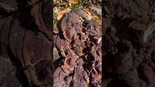 Is this Reishi Mushroom Or chaga DO YOU KNOW [upl. by Ybloc]