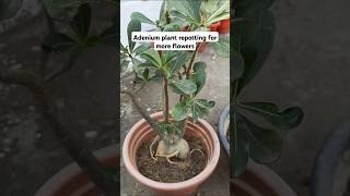 Repotting of adenium plant [upl. by Pirri97]