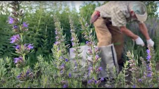 How to Grow and Harvest Hyssop with Michael Pilarski quotSkeeterquot [upl. by Direj]