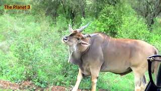 The Giant Eland Antelope  Nairobi National Park  Sony CX405 [upl. by Ntisuj511]