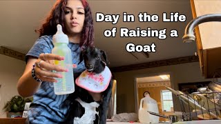 A Day in the Life Raising a Baby Goat [upl. by Jule]