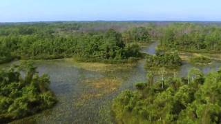 Okefenokee Swamp [upl. by Ylesara]