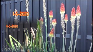 Timelapse Kniphofia Vuurpijl [upl. by Willin]