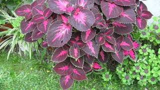 Buntnessel Coleus 2014 [upl. by Anileba]