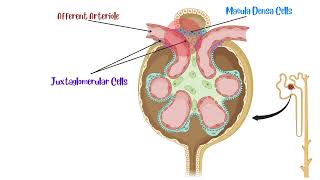 Juxtaglomerular Apparatus [upl. by Ynnavoig]