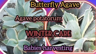 Agave potatorum  butterfly agave winter care and babies harvesting Grow green 445 [upl. by Adriell]