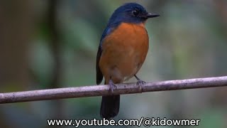 Male DAYAK BLUE FLYCATCHER Borneo [upl. by Nnyleve]