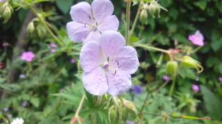 geranium pratense mrs Kendall Clark [upl. by Clintock]