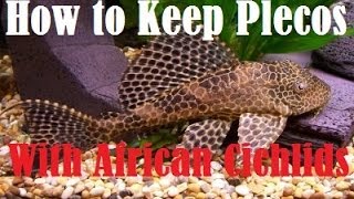 How to Keep Plecostomus With African Cichlids [upl. by Myra]