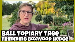 How to Make a Topiary Ball Tree Trimming up Nellie Stevens into Topiary Ball and Trimming Boxwoods [upl. by Avram]