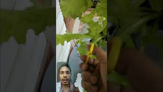 Video from Smart Hydroponic Grower [upl. by Nasaj]