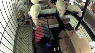 Environmental Enrichment for lab rats [upl. by Anieral]