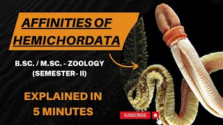 Affinities Of Hemichordata Balanoglossus BSc  MSc Semester II  Zoology [upl. by Aicnom]