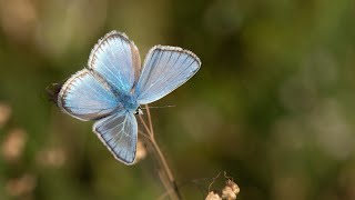 motyl modraszek dorylas  Polyommatus dorylas Turquoise Blue butterfly [upl. by Mitch]