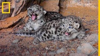 Cachorros de LEOPARDO de NIEVE en peligro de extinción en LIBERTAD  National Geographic Español [upl. by Kessiah]