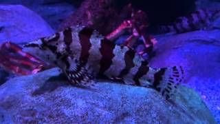 Redbarred Hawkfish Cirrhitops fasciatus  Tropical Fish [upl. by Edmund143]