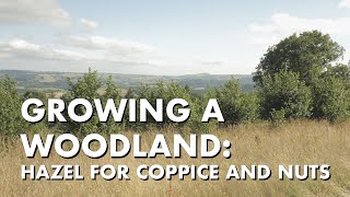 Growing a Woodland Hazel for Coppice and Nuts [upl. by Anaile]