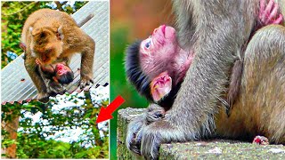 Congratulations Monkey Viki Giving Birth To Lovely Baby Monkey [upl. by Ferris]