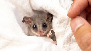 Adorable Eastern Pygmy Possums Find New Home at North Head NSW [upl. by Absa]