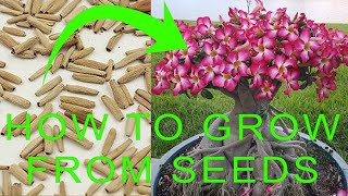 How to grow Desert Rose from seeds  Desert Rose Adenium Germination  Desert Rose Propagation [upl. by Banks]