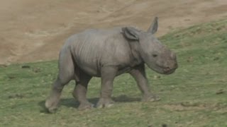 Baby rhino calf Kayode born at San Diego Zoo [upl. by Demetre962]