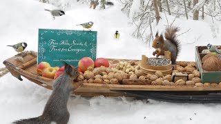 The Traveling Bird Feeder  Relax With Squirrels amp Birds  1 Hour [upl. by Atsev490]