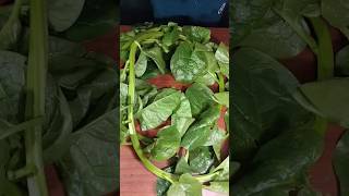 Mangalore Spinach Bonda ASMR Recipes shorts subscribe [upl. by Olsewski515]