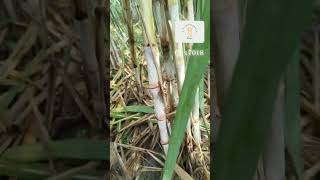 Co 17018 new sugarcane variety new farming sugarcanefarming agriculture villagelife farmfield [upl. by Nirroc]