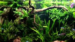 220 L Aquarium Amazone Look 1 [upl. by Doughman]