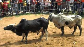 Toros  Fiesta de San Miguelito 2011  TLACOTALPAN VER MEX [upl. by Hakon114]