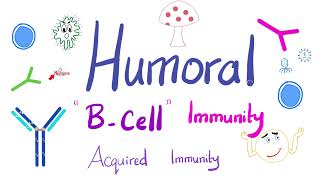 Humoral Immunity  The BLymphocytes  Immunology  Physiology [upl. by Gnidleif714]