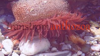 Nemo and anemone  Anthozoa adventure [upl. by Fisher]