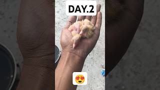 🥰day 2 bebis 😍youtube sorts trending 🕊️ [upl. by Cristen]