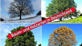 Überleben in der Wildnis Baum und Holzarten in Deutschland  erstellt durch KI youtube outdoors [upl. by Kamp288]