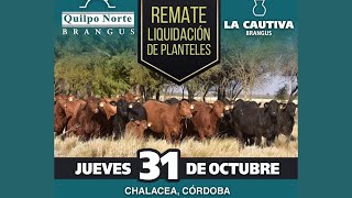 REMATE LIQUIDACION DE PLANTELES QUILPO NORTE Y LA CAUTIVA Brangus Genética donantes [upl. by Landahl]