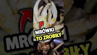 Mrówki zrobiły Palmę xD [upl. by Ailama]