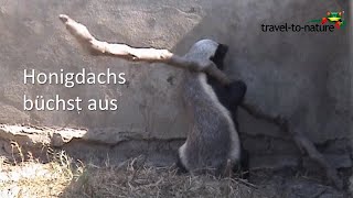 Honigdachs büchst aus  Honeybadger escaping [upl. by Lednyc]