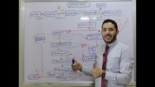 Glycolysis شرح بالعربى [upl. by Tiga942]