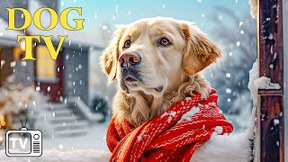 DOG TV Video Entertain for Anxious amp Boredom Dogs  Deeply Relaxing Music for Stress Relief for Dog [upl. by Nolahp]