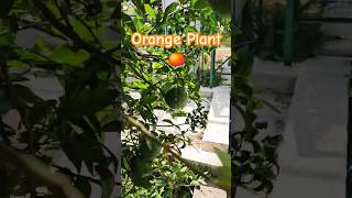 ऑरेंज प्लांट🪴🍊greenery greenterrace terracegraden subscribe support views new like love fy [upl. by Honor994]