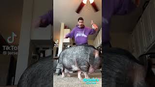 Can your pet do the Veggie Dance shorts [upl. by Shanney]