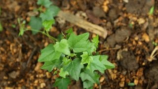 Amazing Native Plants  Cocculus hirsutus chipurutiga dusaritiga katlatige [upl. by Richart]